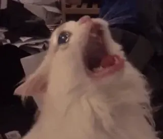 🦁 5a69443d แมว, แมวกรี๊ด, มีม, สัตว์, ตลก, สัตว์เลี้ยง telegram sticker