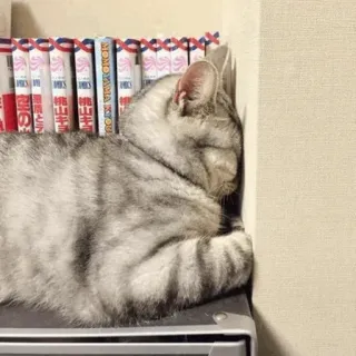 🤦 6475d0e3 แมว, นอนหลับ, สัตว์เลี้ยง, สัตว์, สัตว์เลี้ยง telegram sticker