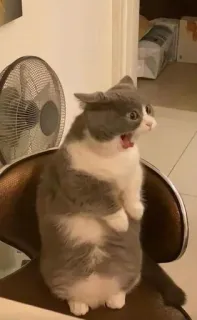 😃 6e3bc1c5 แมว, สัตว์, ตกใจ, ตลก, ประหลาดใจ, ยืน telegram sticker