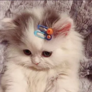 🦁 874f6a1d ลูกแมว, แมว, สัตว์, น่ารัก, ปุย, สัตว์เลี้ยง telegram sticker