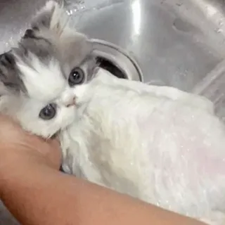 🦁 88876be9 แมว, ลูกแมว, สัตว์เลี้ยง, สัตว์, น่ารัก, ซักผ้า, อาบน้ำ telegram sticker