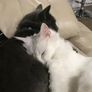 🦁 88deab0e แมว, สัตว์, สัตว์เลี้ยง, กอด, แมวสีเทา, แมวสีขาว telegram sticker