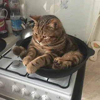 🦁 88df6977 แมว, สัตว์, สัตว์เลี้ยง, ทำอาหาร, ครัว, เตาอบ, แมวบ้าน telegram sticker