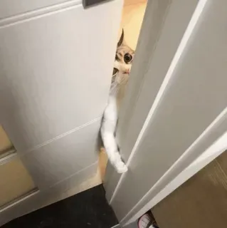 👀 c0258557 แมว, ประตู, แอบมอง, สัตว์, สัตว์เลี้ยง, อยากรู้อยากเห็น, สัตว์เลี้ยง telegram sticker