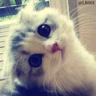 ☺️ d9e1b9f3 @LBS01 แมว, ลูกแมว, น่ารัก, สีขาว, ปุย, สัตว์, สัตว์เลี้ยง, ตา telegram sticker