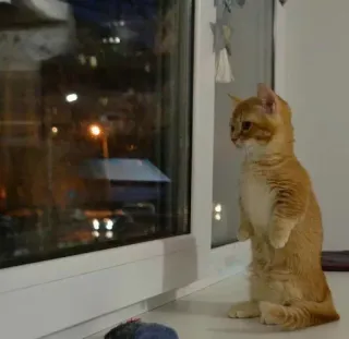😭 ebe80429 แมว, ลูกแมว, หน้าต่าง, ยืน, น่ารัก, สีส้ม, แมวบ้าน telegram sticker