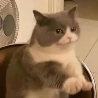 😐 f4f00f68 แมว, สัตว์, น่ารัก, สัตว์เลี้ยง, แมวสีเทาขาว, แมวตลก, หยิ่ง telegram sticker