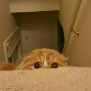 😶 f955a36a แมว, แอบมอง, สีส้ม, น่ารัก, สัตว์, สัตว์เลี้ยง, ตา telegram sticker