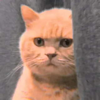 🐾 0a730923 mèo, động vật, dễ thương, thú cưng, mèo telegram sticker