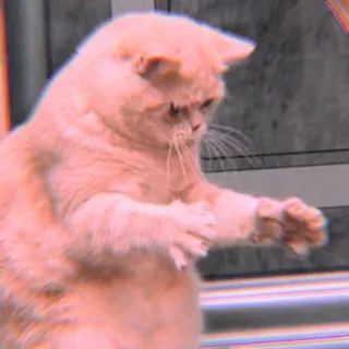 🐾 12fe2b82 mèo, động vật, họ mèo, mèo nhà, thú cưng, dễ thương telegram sticker