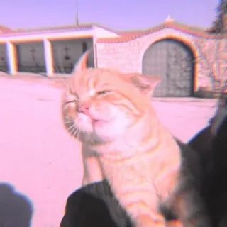 🐾 1fa59f7c mèo, động vật, thú cưng, động vật có vú, dễ thương telegram sticker