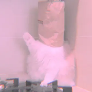 🐾 2ef48c66 mèo, mèo con, dễ thương, vật nuôi, mèo trắng telegram sticker