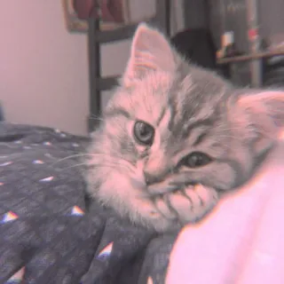 🐾 4b89c5d8 mèo, mèo con, động vật, dễ thương, nhà, thú cưng telegram sticker