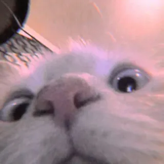 🐾 557e1818 mèo, động vật, mèo trắng, thú cưng, hài hước, meme telegram sticker