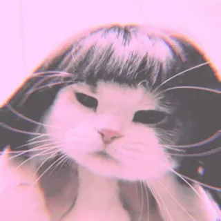 🐾 6381f75a mèo, tóc giả, hài hước, động vật, thú cưng, meme telegram sticker