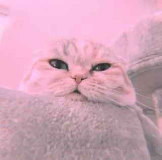 🐾 68ae8438 mèo, động vật, thú cưng, vật nuôi, mèo Scottish Fold, mèo con telegram sticker