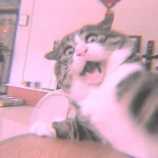 🐾 6de635d1 mèo, động vật, thú cưng, động vật có vú, vật nuôi, lông telegram sticker