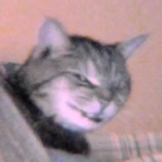 🐾 7daae194 mèo, động vật, thú cưng, mèo nhà, họ mèo telegram sticker