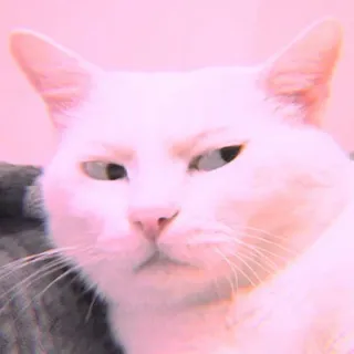 🐾 80ec2ada mèo, mèo trắng, thú cưng, động vật, vật nuôi telegram sticker