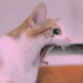 🐾 81a2a451 mèo, động vật, vật nuôi, thú cưng, động vật có vú telegram sticker