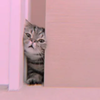 🐾 92c78f10 mèo, nhìn trộm, động vật, dễ thương, thú cưng, cửa, trốn telegram sticker