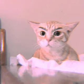 meow? are ywou owkay? @CLOVDBREAD telegram stickers