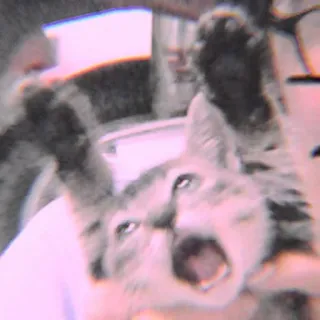 🐾 a5faac2c mèo, la hét, động vật, thú cưng telegram sticker