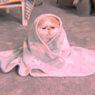 🐾 d666ff24 mèo, chăn, dễ thương, động vật, thú cưng, trong nhà telegram sticker