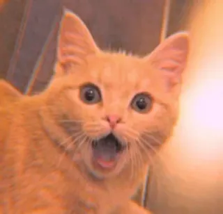 🐾 dc3c2bec mèo, ngạc nhiên, động vật, sốc, màu cam, nhà, động vật có vú, dễ thương telegram sticker