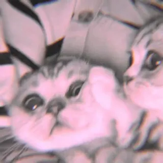 🐾 df46c742 mèo, mèo, thú cưng, thú cưng, động vật, động vật telegram sticker