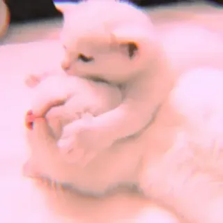 🐾 e1004271 mèo con, mèo, động vật, dễ thương, thú cưng, vật nuôi telegram sticker