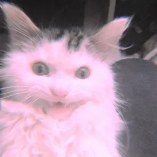 🐾 e8cd871d mèo, mèo con, động vật, thú cưng, dễ thương, hài hước, vật nuôi, động vật có vú telegram sticker