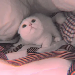 🐾 f92af210 mèo, mèo con, động vật, dễ thương, thú cưng, trắng, mắt, ruy băng sọc telegram sticker