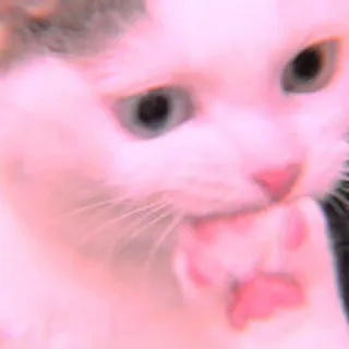 🐾 fa286ea2 mèo, mèo con, động vật, dễ thương, thú cưng telegram sticker