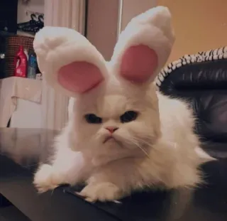 😸 23550df3 gatto, orecchie da coniglio, gatto bianco, animale, animale domestico, animale domestico telegram sticker