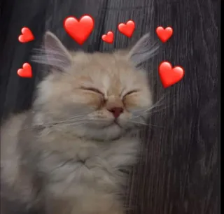 😸 4a928514 gatto, cuore, amore, animale domestico, animale, carino, adesivo telegram sticker