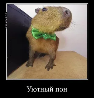 🙂 6008ea52 Уютный пон capivara, animal, fofo, roedor, animal de estimação telegram sticker