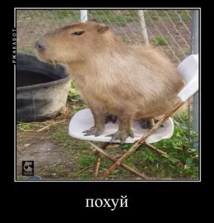 💀 68589348 похуй Capivara, Animal, Roedor, Cadeira, Meme telegram sticker