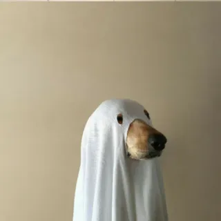 🙈 0433c102 Hund, Geist, Halloween, Kostüm, Tier telegram sticker