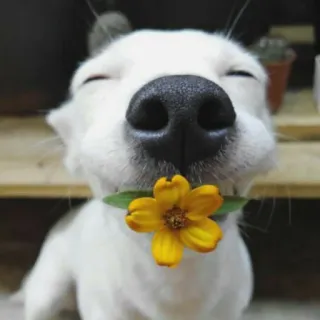 ☺️ 0af9d90f Hund, Blume, süß, Tier, Haustier, gelbe Blume telegram sticker
