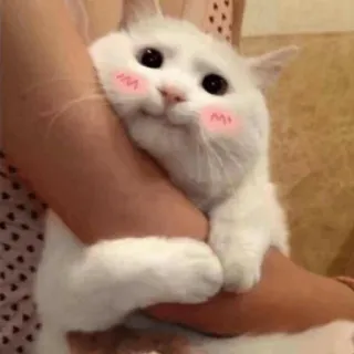 😊 0c8583d8 Katze, süß, kawaii, Tier, Haustier, erröten telegram sticker