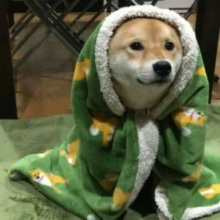 🥶 115a93fc Hund, Shiba Inu, Tier, süß, Decke, gemütlich telegram sticker