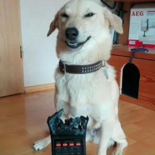 😁 196089c1 Hund, Haustier, Tier, kaputt, Gerät, lustig, süß, Haustier telegram sticker