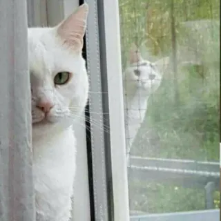 👀 1ef74e2b Katze, weiße Katze, Fenster, Spiegelung, Haustier, Tier, süß telegram sticker