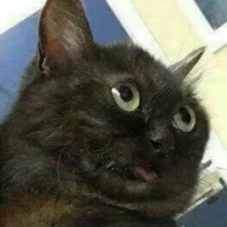 🙄 27481073 Katze, lustig, Meme, Tier, schwarze Katze, dämlich telegram sticker
