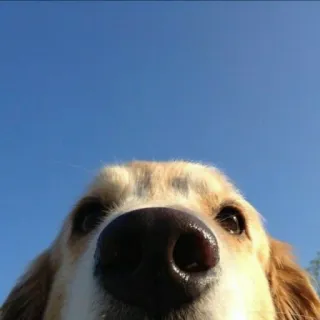 👀 27b9bfe9 Hund, Golden Retriever, Nahaufnahme, Tier, Haustier, Himmel, süß telegram sticker