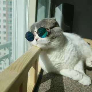 💭 2bb2e99b Katze, Sonnenbrille, Haustier, Tier, Hauskatze, süß telegram sticker