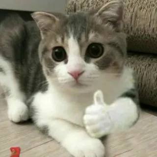 👍 2e82e67a Katze, Kätzchen, Daumen hoch, Tier, süß, Hauskatze, Säugetier telegram sticker