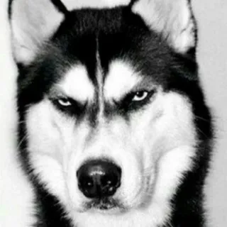 😡 38c616d7 Hund, Husky, wütend, Tier, Haustier, schwarz weiß, Meme telegram sticker