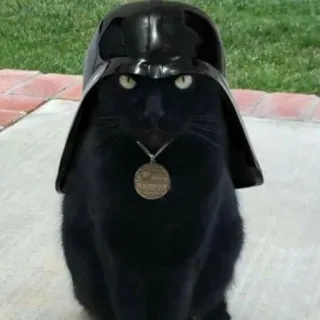 😡 39d9c7ef Darth Vader Star Wars Katze, Darth Vader, Star Wars, Haustier, Helm, Tier, Science Fiction, Film telegram sticker